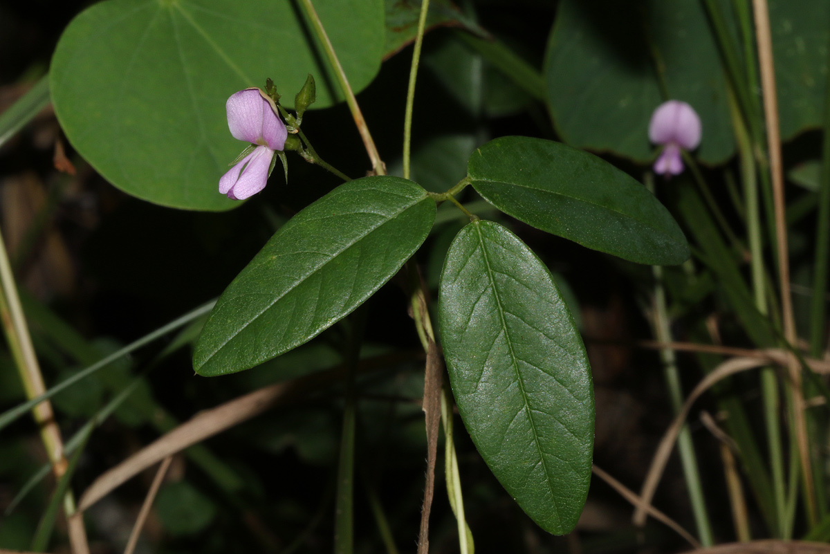 Galactia striata var. villosa