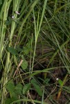 Galactia striata var. villosa