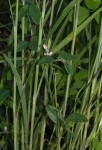 Galactia striata var. villosa