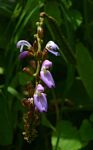 Canavalia africana