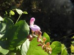 Canavalia africana