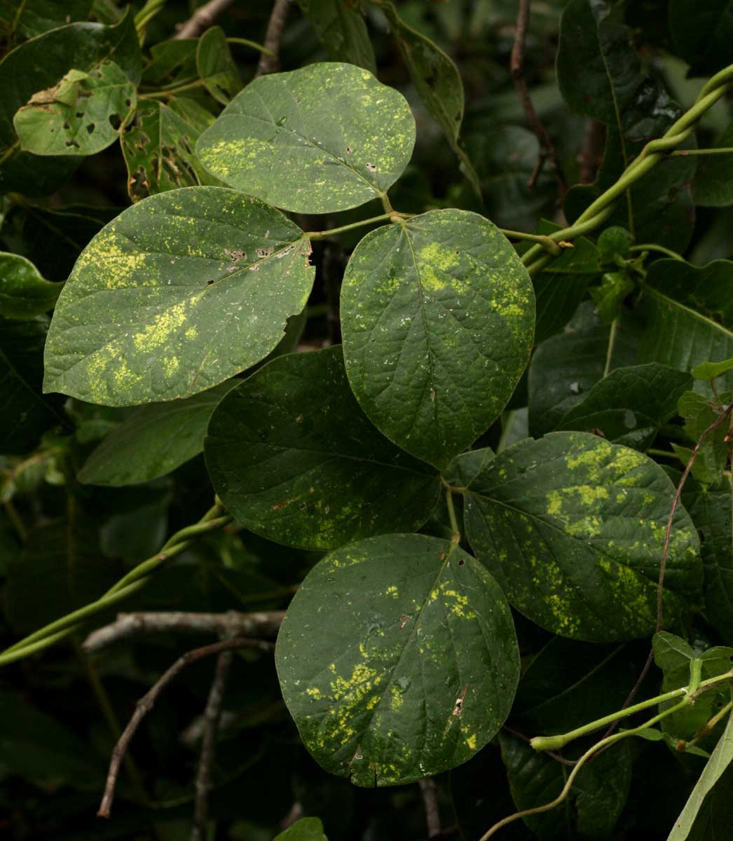 Canavalia africana