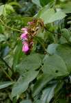 Canavalia africana