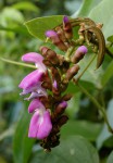 Canavalia africana