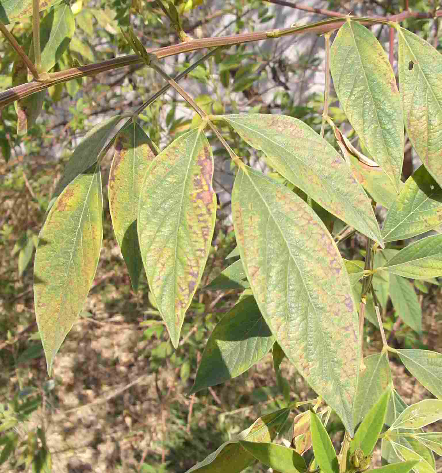 Cajanus cajan