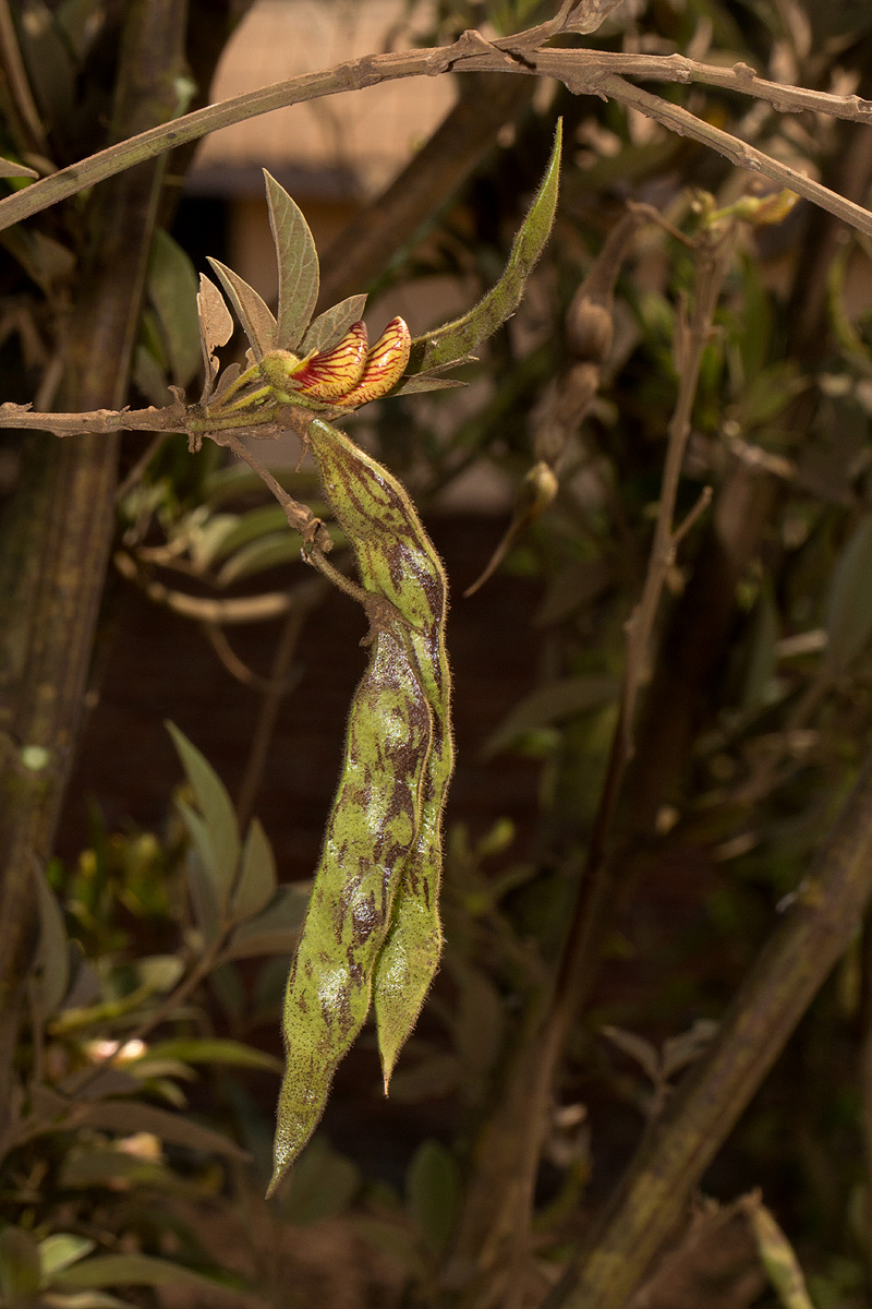 Cajanus cajan