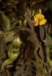 Cajanus cajan