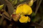 Cajanus cajan