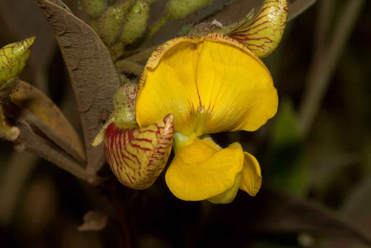 Cajanus cajan