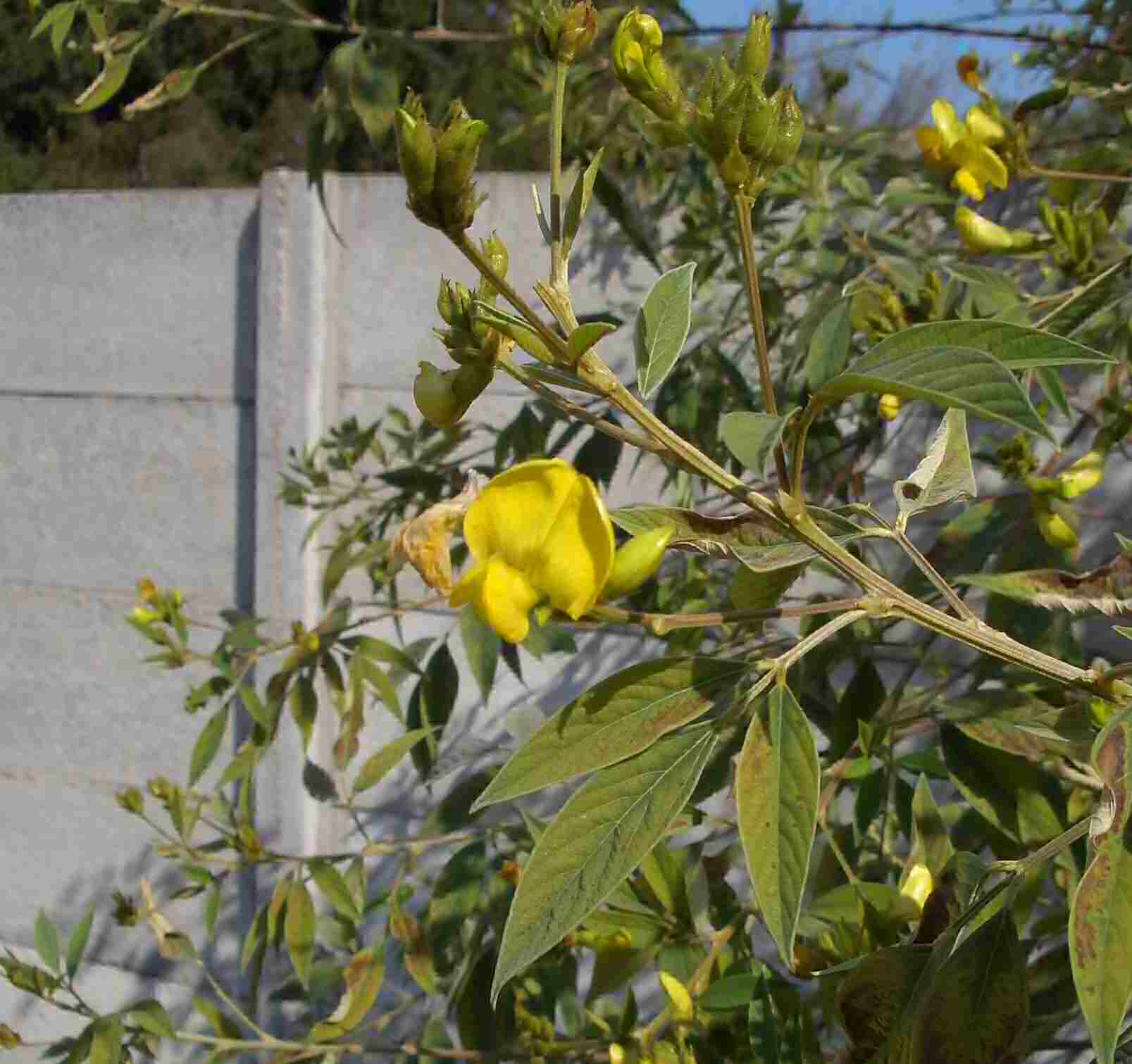 Cajanus cajan
