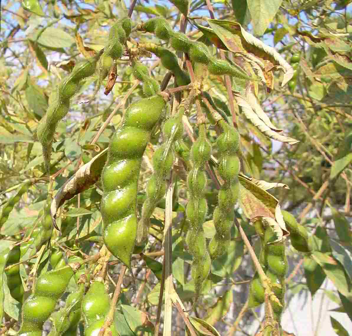 Cajanus cajan