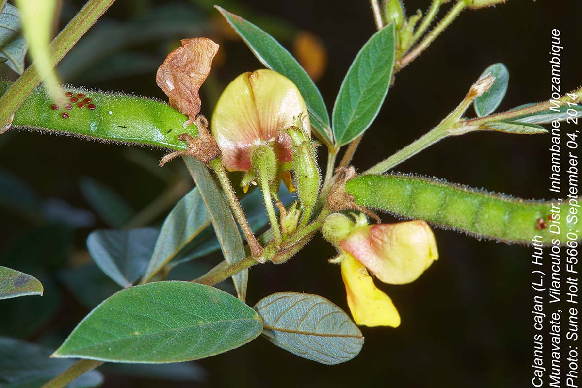 Cajanus cajan