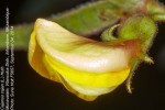 Cajanus cajan