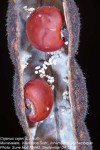 Cajanus cajan