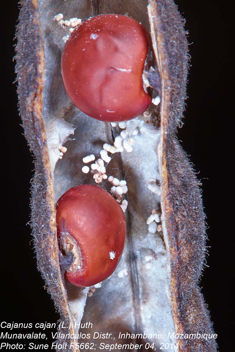 Cajanus cajan