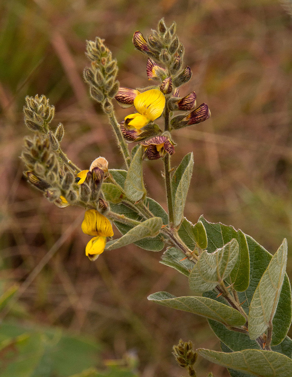 Rhynchosia chimanimaniensis