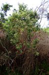 Rhynchosia clivorum subsp. pycnantha