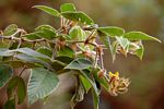 Rhynchosia clivorum subsp. pycnantha