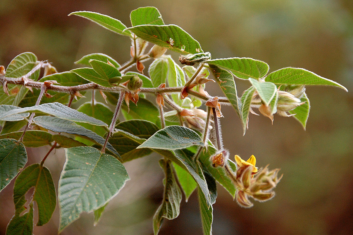 Rhynchosia clivorum subsp. pycnantha