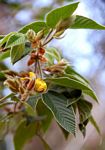 Rhynchosia clivorum subsp. pycnantha