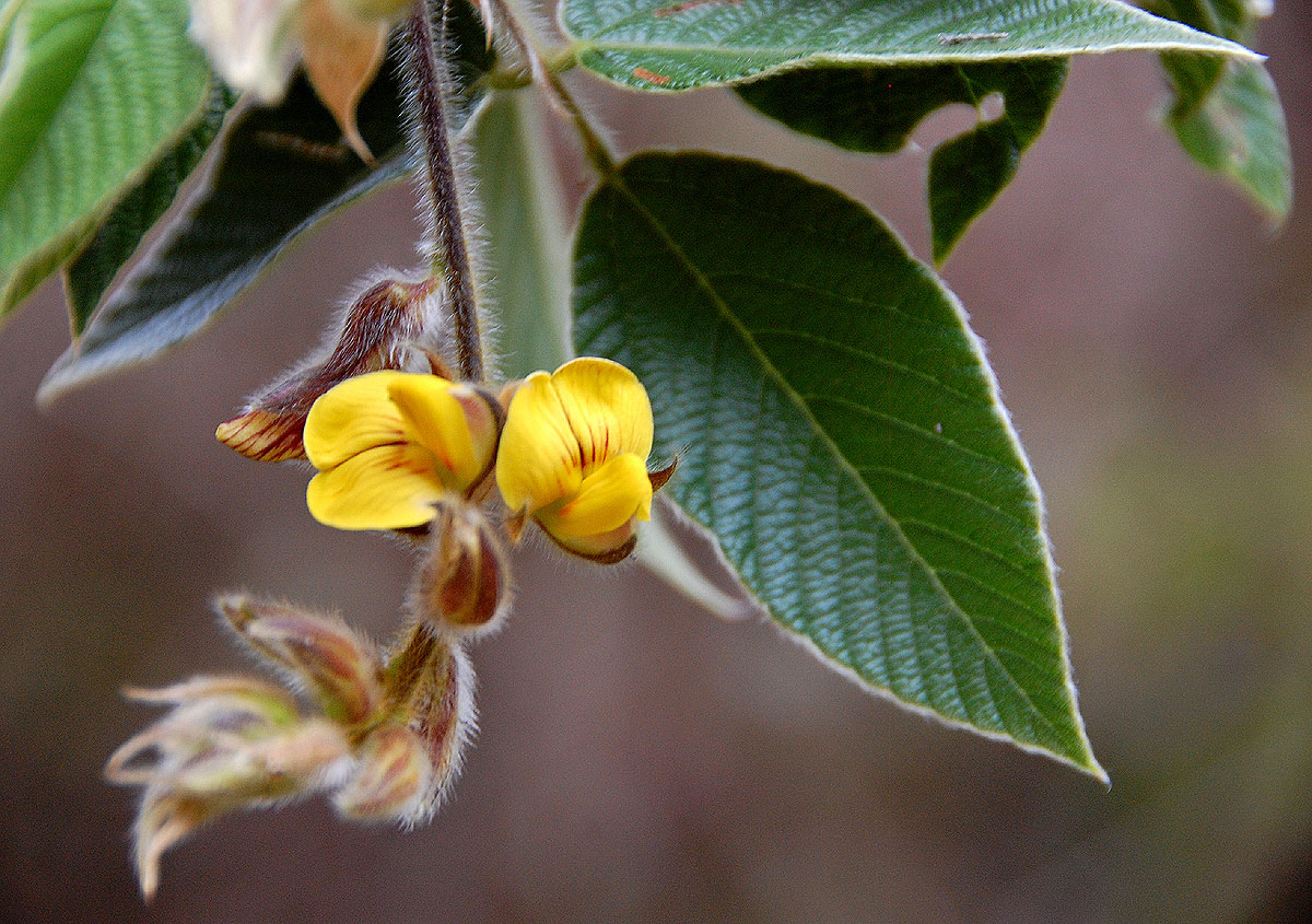 Rhynchosia clivorum subsp. pycnantha