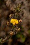 Rhynchosia clivorum subsp. pycnantha