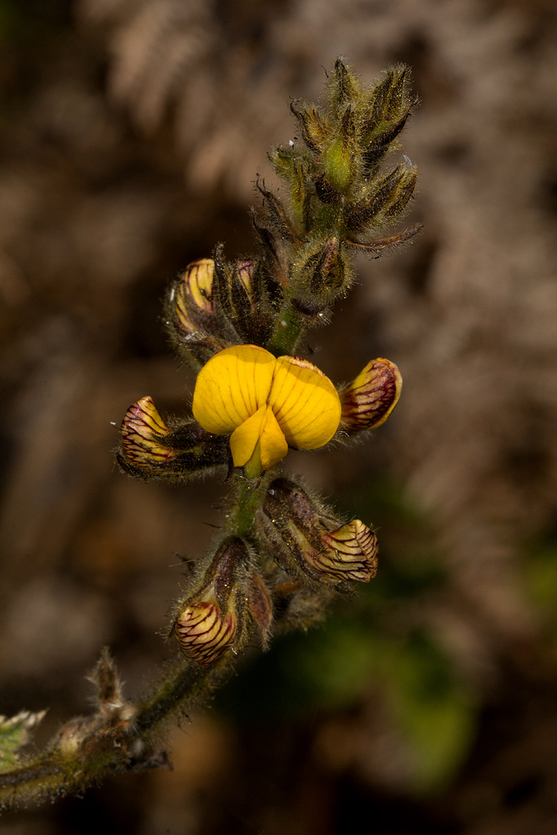 Rhynchosia clivorum subsp. pycnantha