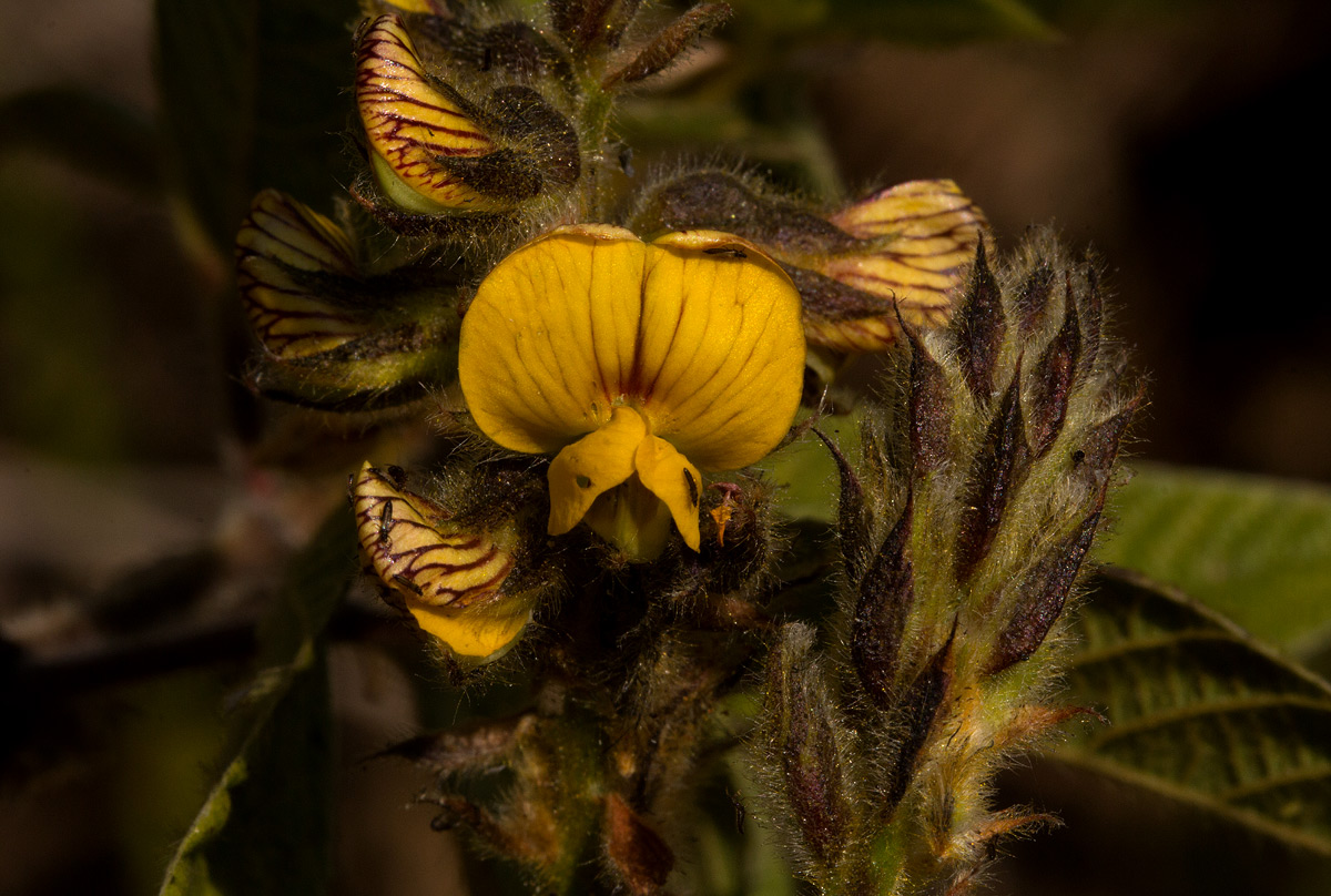 Rhynchosia clivorum subsp. pycnantha