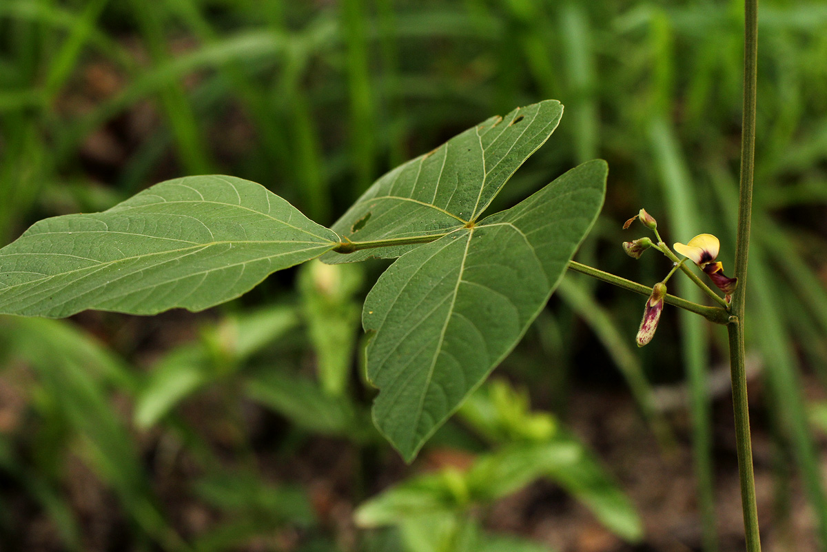 Rhynchosia divaricata