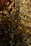 Rhynchosia insignis
