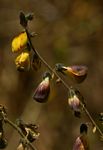 Rhynchosia insignis