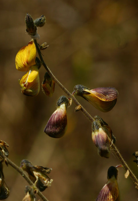 Rhynchosia insignis