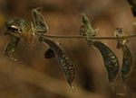 Rhynchosia insignis