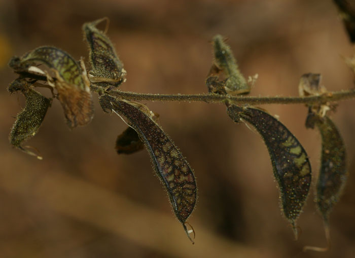 Rhynchosia insignis