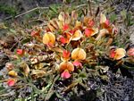 Rhynchosia monophylla