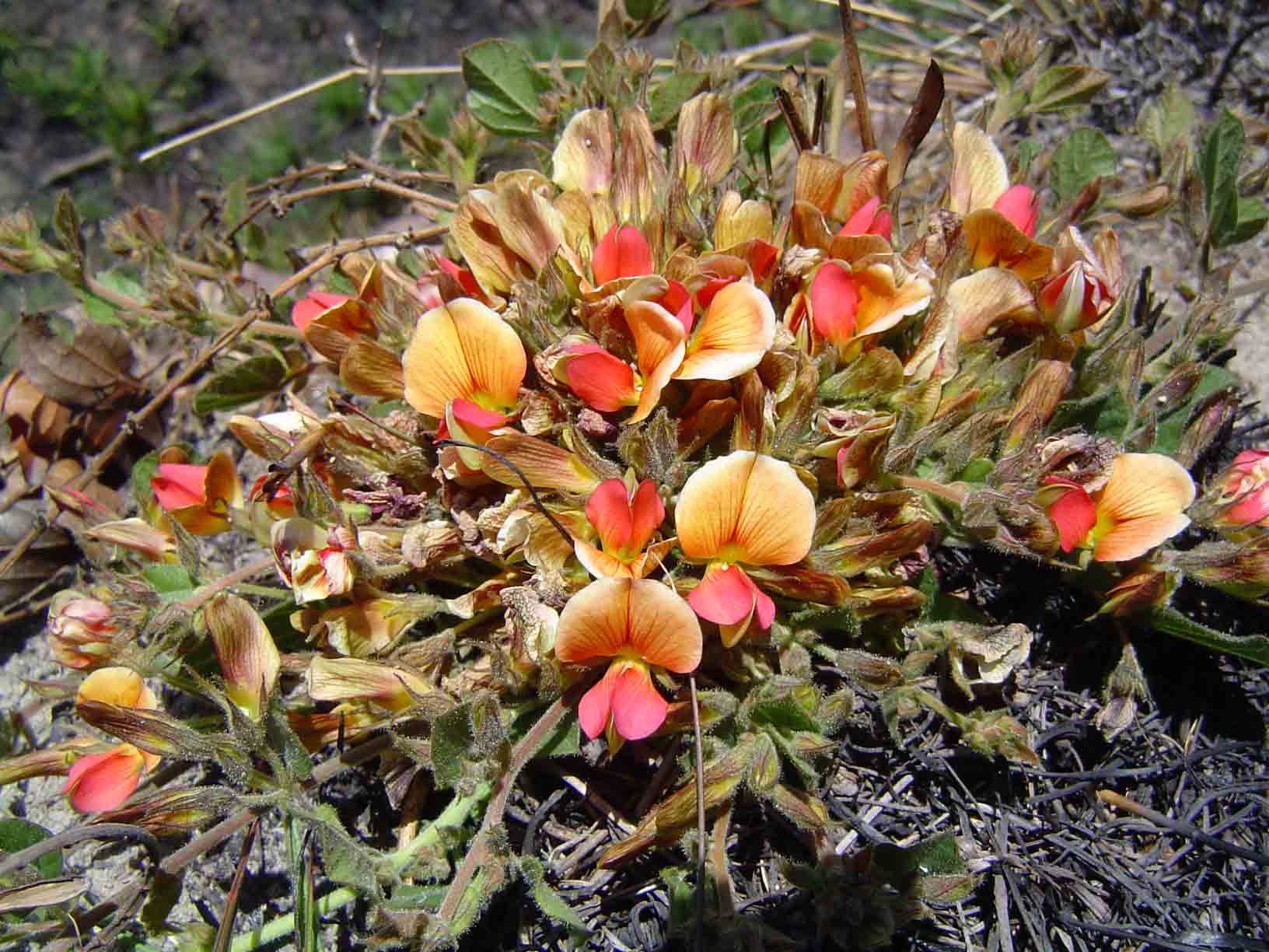Rhynchosia monophylla