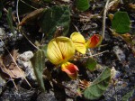 Rhynchosia monophylla