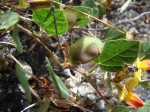 Rhynchosia monophylla