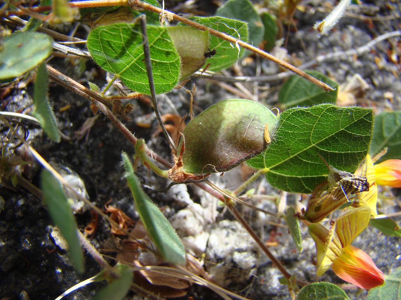 Rhynchosia monophylla
