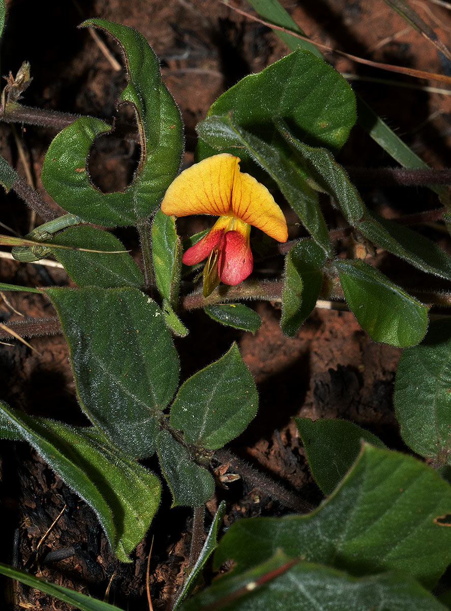 Rhynchosia monophylla