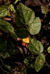 Rhynchosia monophylla