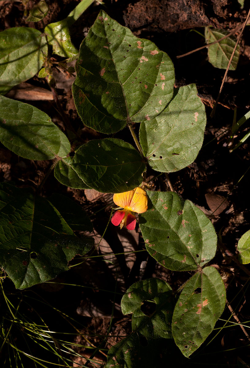 Rhynchosia monophylla