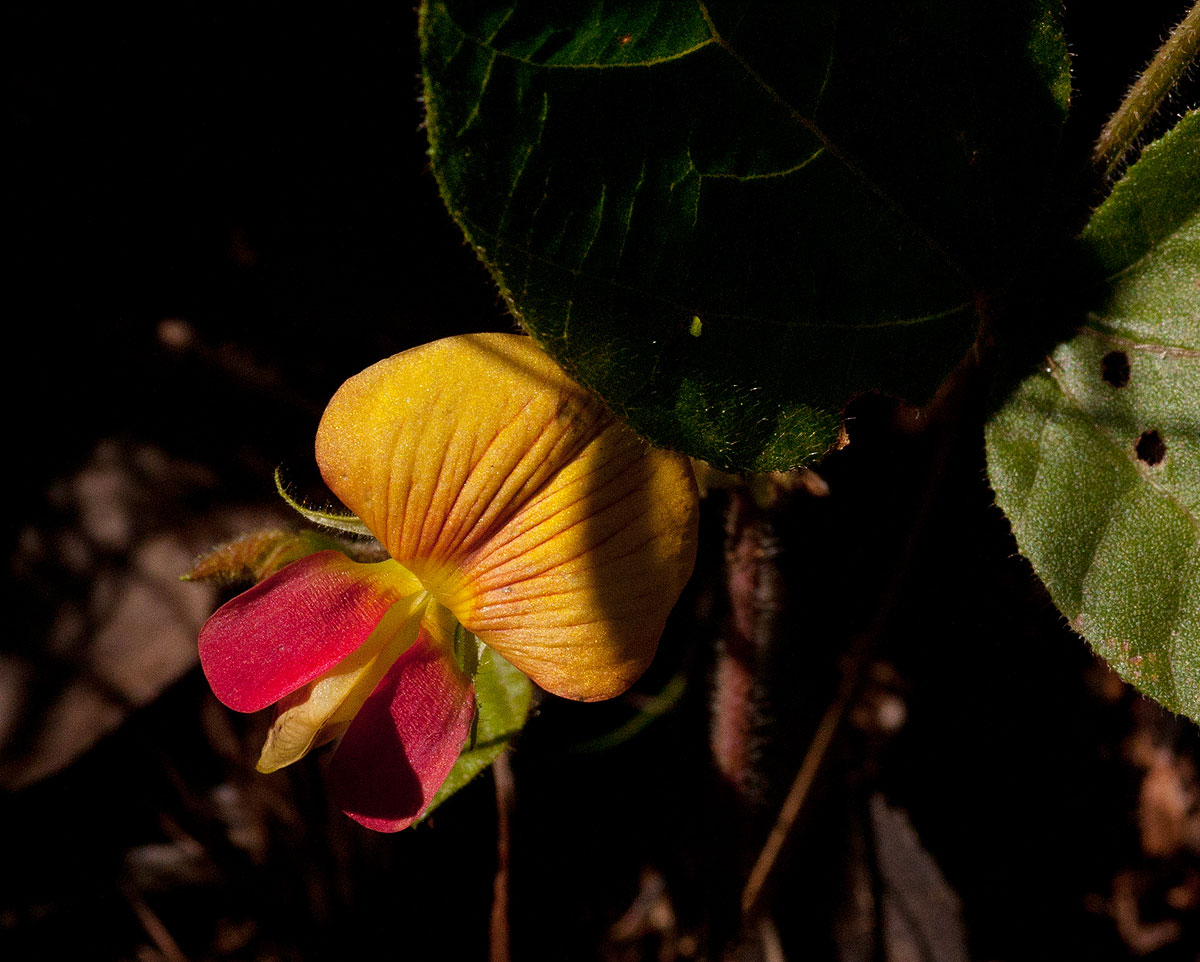 Rhynchosia monophylla