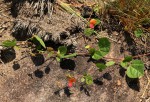 Rhynchosia monophylla