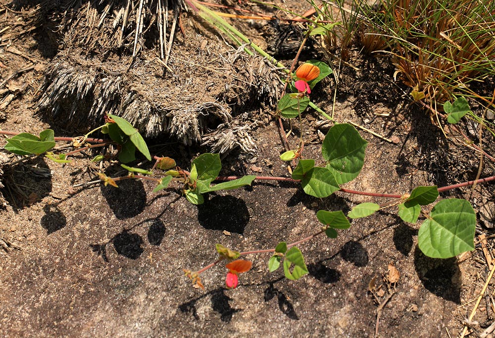 Rhynchosia monophylla