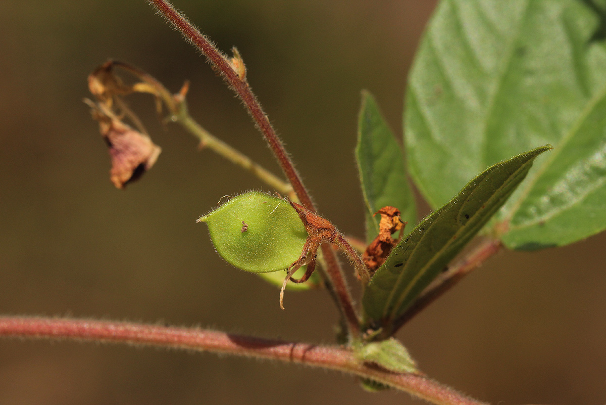 Rhynchosia monophylla