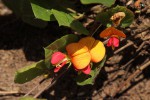 Rhynchosia monophylla