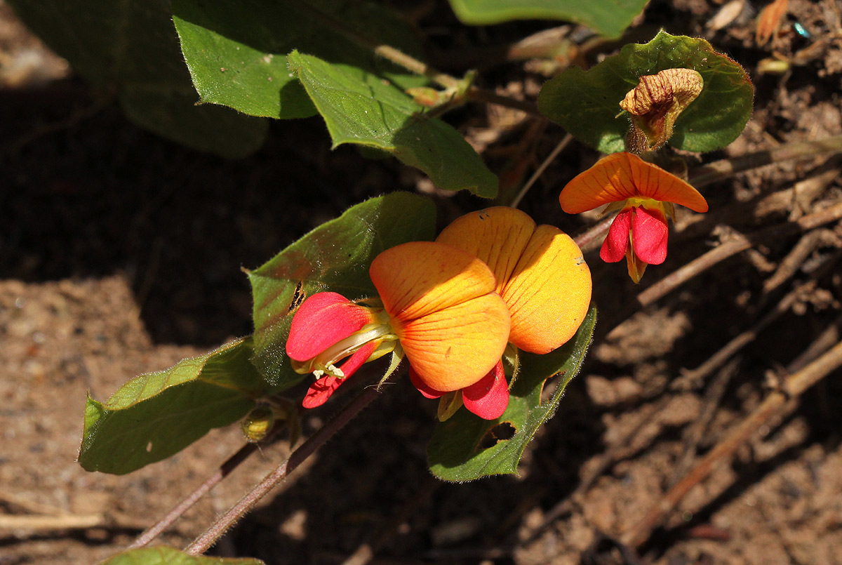 Rhynchosia monophylla