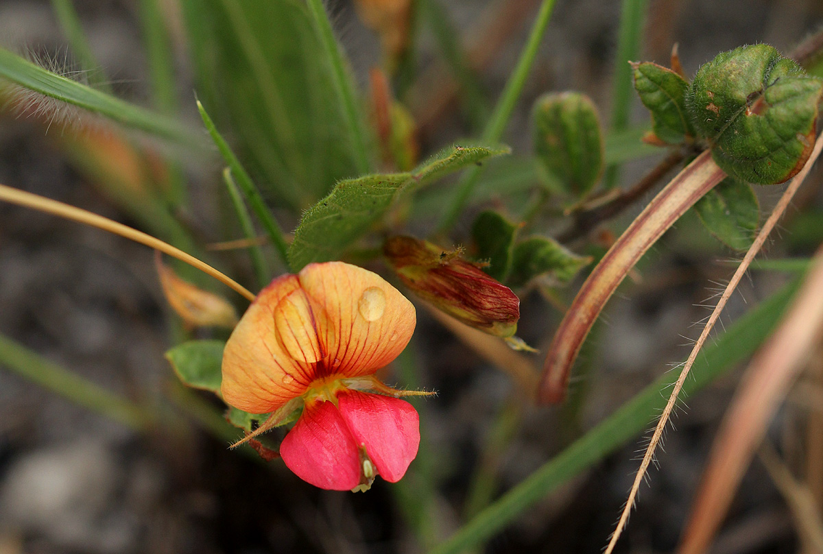 Rhynchosia monophylla