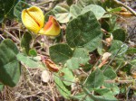 Rhynchosia monophylla